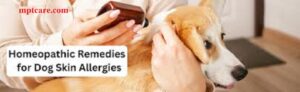 Homeopathy for Dog Allergies