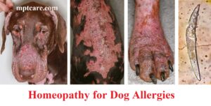 Homeopathy for Dog Allergies