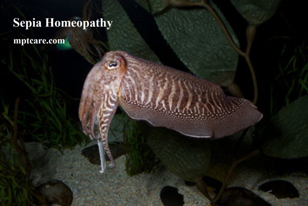 Sepia Homeopathy