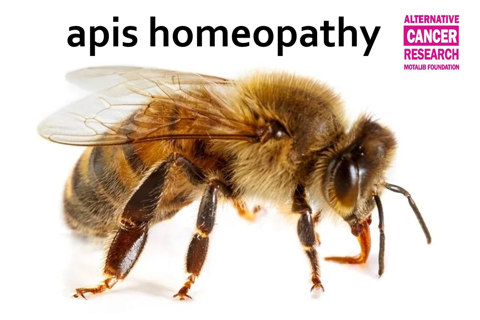 Apis Homeopathy