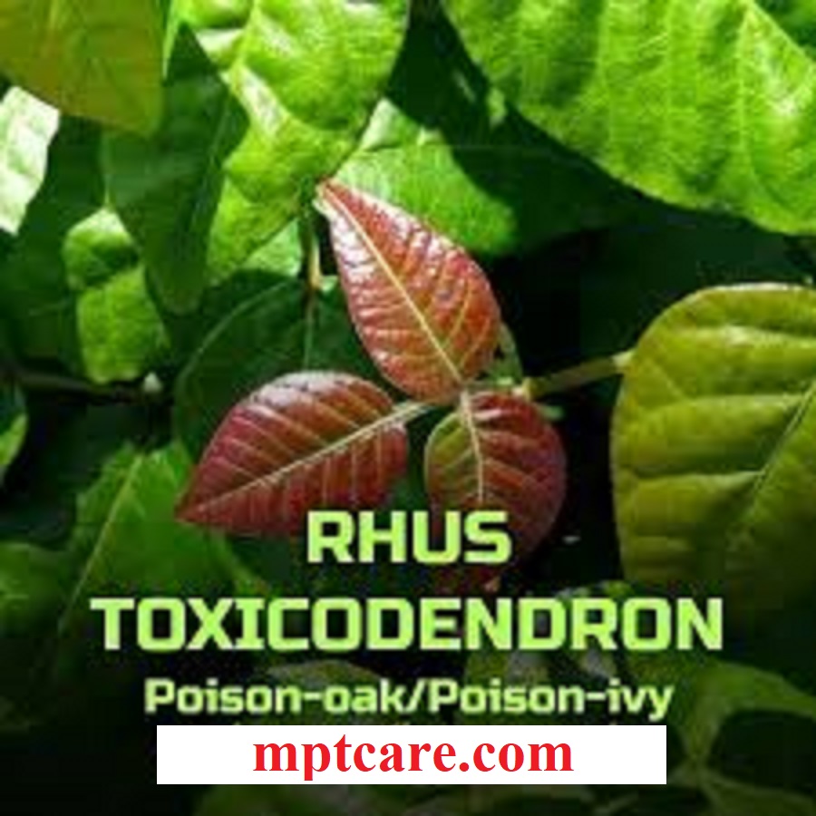 homeopathy for poison ivy