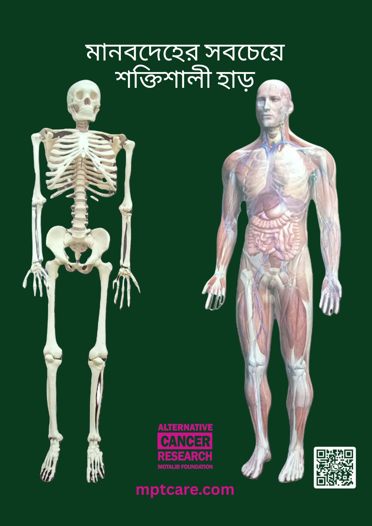 মানবদেহের সবচেয়ে শক্তিশালী হাড়