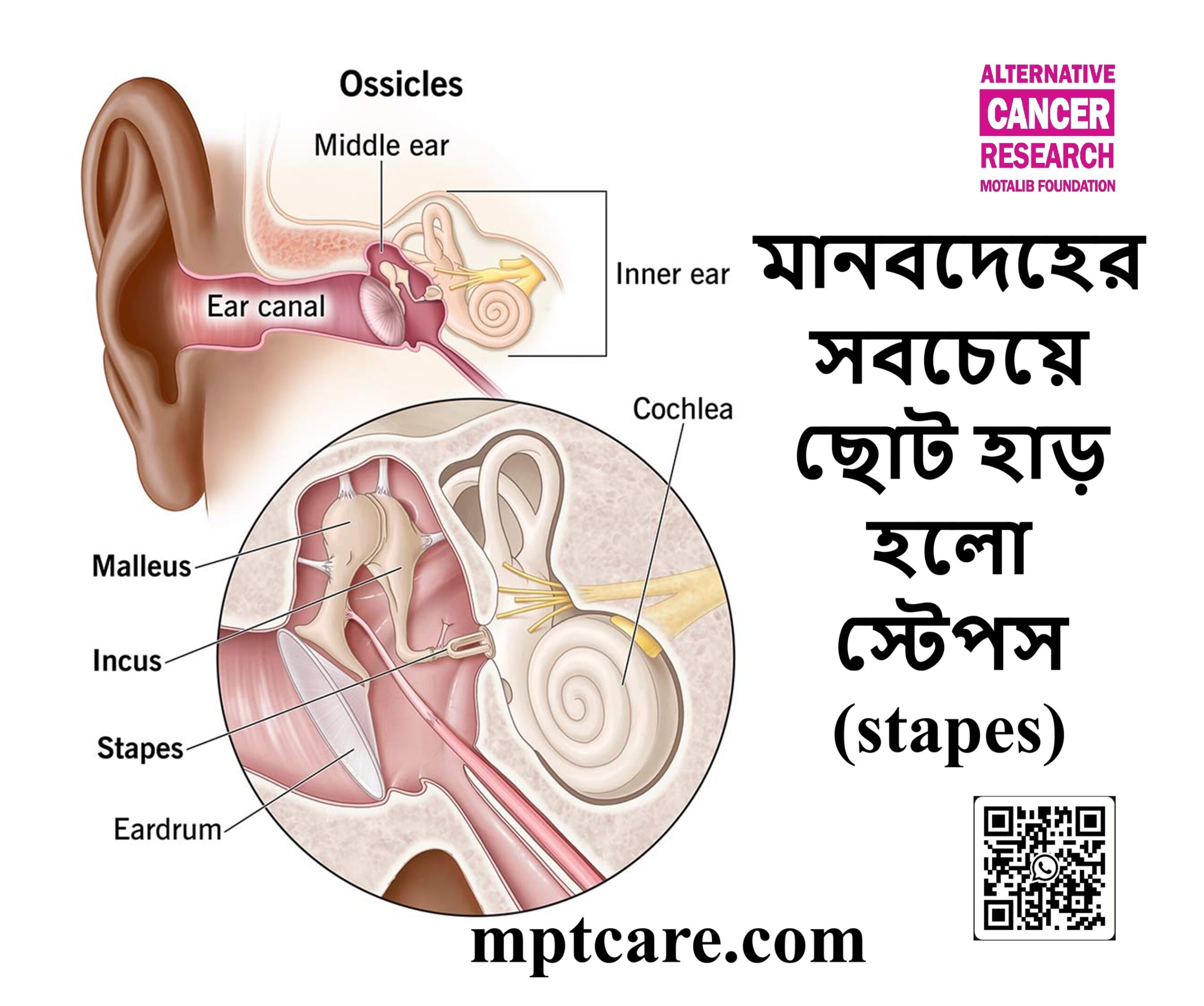 মানবদেহের সবচেয়ে ছোট হাড় হলো স্টেপস (stapes)